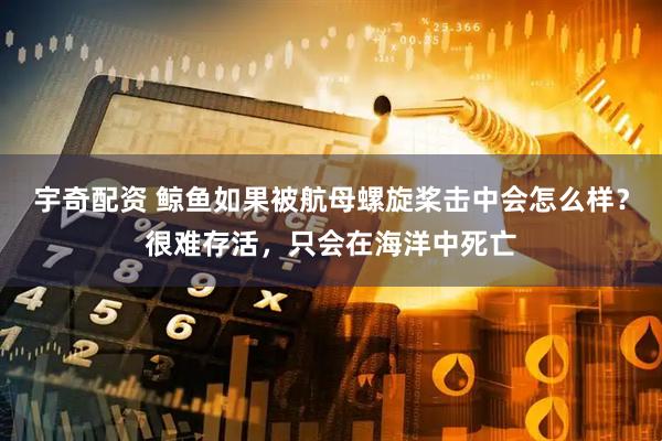 宇奇配资 鲸鱼如果被航母螺旋桨击中会怎么样？很难存活，只会在海洋中死亡